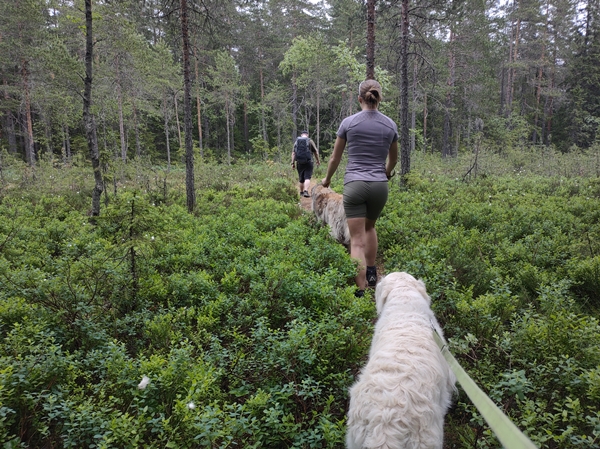 nittedal lillomarka lilloseter stolpejakt