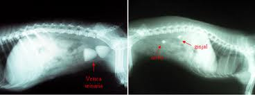 Teknik Operasi Nephrotomy & Nephrectomy pada Hewan (Bedah Urinaria)