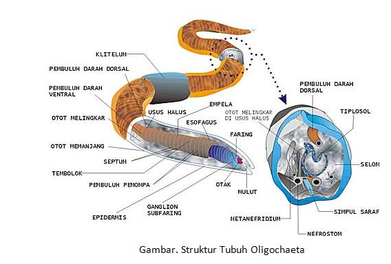 Lumbricus terrestris (cacing tanah Amerika) Pheretima sp. (cacing ...