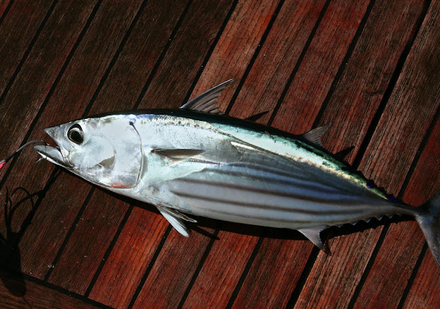 Teknik mancing ikan cakalang