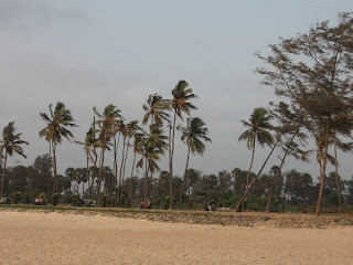 Coconut trees near Panambur beach, Mangalore