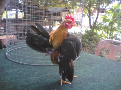 JUAL AYAM  SERAMA Kate Malaysia