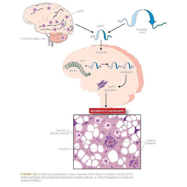 Molecular pathogenesis of prion disorders