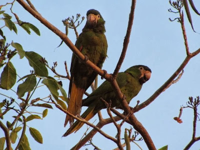 Guacamayo noble: Diopsittaca nobilis