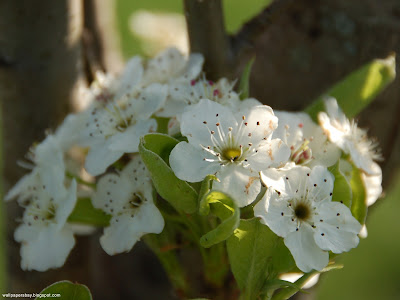 Various Flowers desktop wallpapers and photos