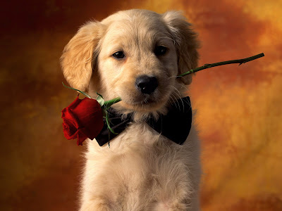 free puppy wallpaper. Free Wallpapers Download: Dogs