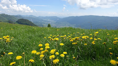 Löwenzahn auf knapp 1200 m