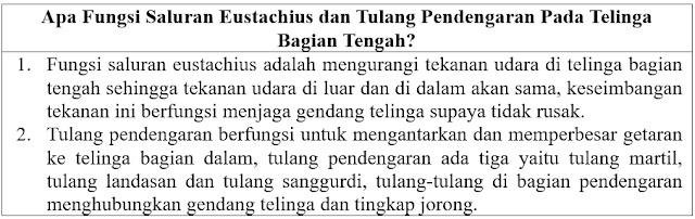 Apa fungsi saluran eustachius dan tulang pendengaran pada telinga bagian tengah?