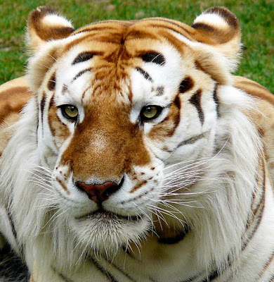 Beautiful Golden Tabby  Tiger Seen On www.coolpicturegallery.us