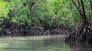 Makalah tanaman mangrove membahas cara penanaman mangrove, ciri-ciri mangrove, ekologi serta pengelolaan hutan mangrove yang tersusun dengan bakau.