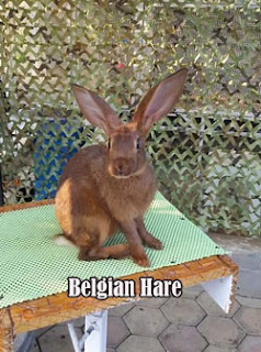 Kelinci jenis Belgian Hare di ARK Corner Malang