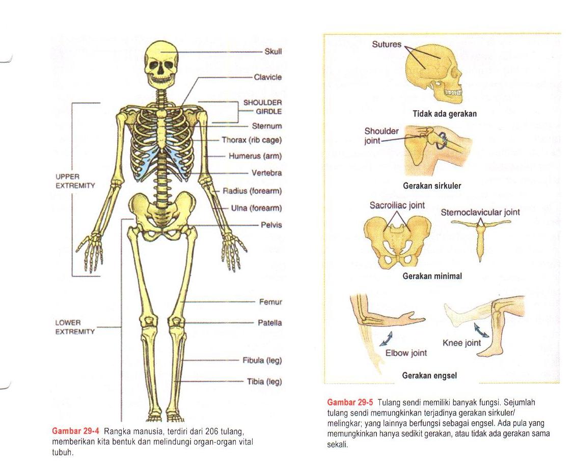  gambar  rangka  manusia  wood scribd indo