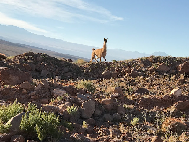 Camino a los géiseres del Tatio, Antofagasta, Chile