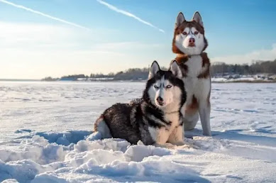 cute husky, furry dog