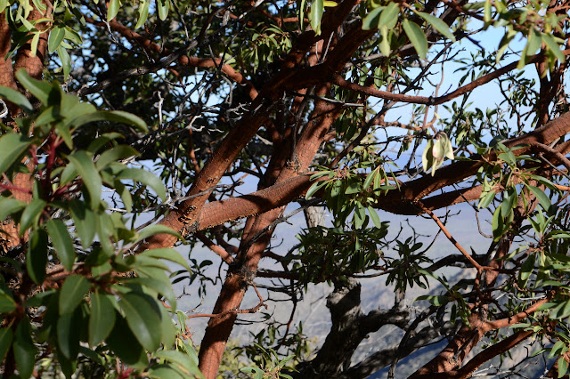 small madrone with little leaves