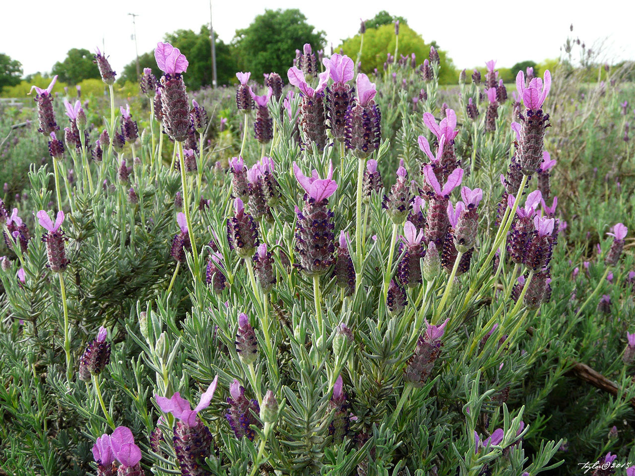 A Field of Lavender - purple spires waving in the wind.