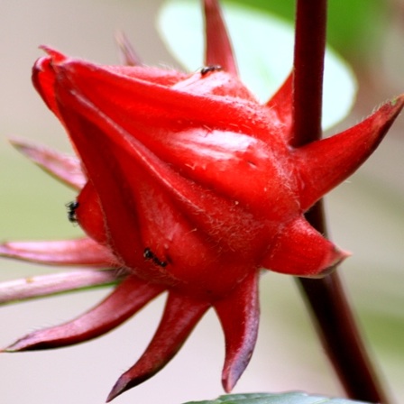 Flor De Jamaica Hierbas Y Plantas Medicinales