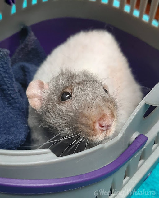 Vincent the therapy rat gets diagnosed with cancer