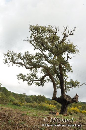 Sendero La Teja