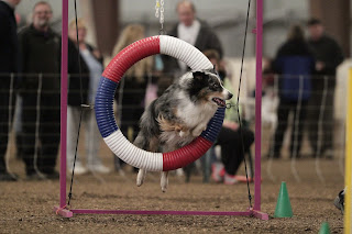Hobie jumping through a hoop at AKC dog agility trial - November 17, 2012