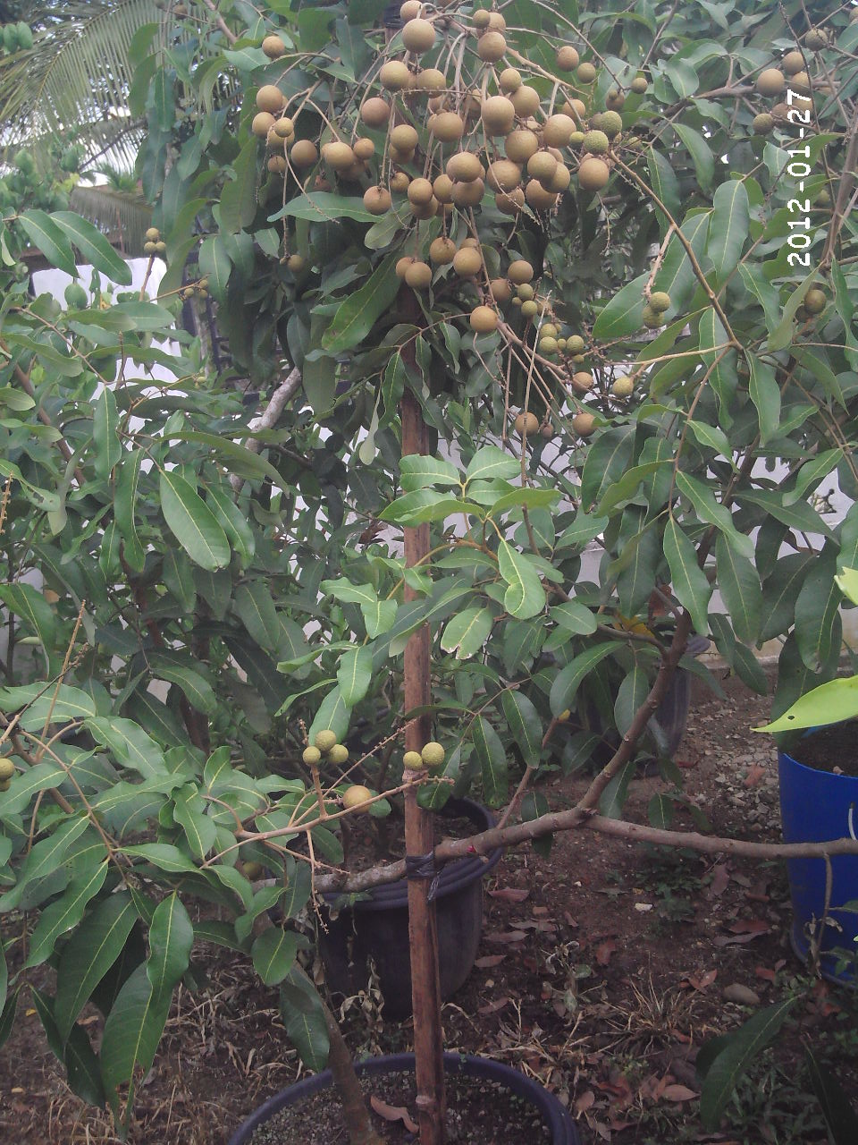 Cara Memelihara Buah  Kelengkeng Dalam  Pot  Agar Cepat 
