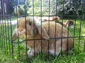 Barny Bear's Little Adventure - Rabbit looking through bars of run in garden