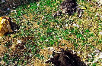 Mueren Aves en ZM; habitantes de La Candelaria reportan mortandad aviar en patios y corrales; desconocen las causas; sospechan que es un virus