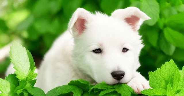 Can Dogs Eat Mint Leaves