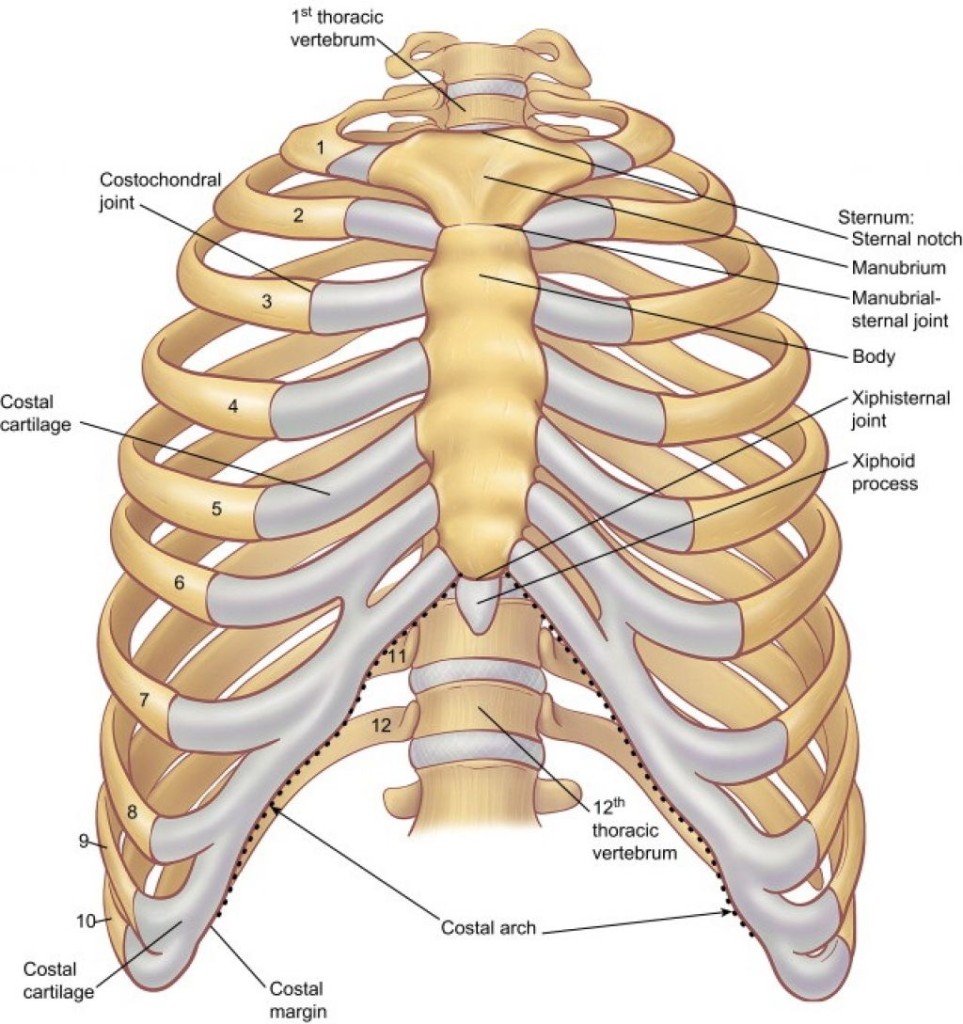 KNOWING OURSELVES: What does the body want to tell us with diseases?: RIBS disorders, emotional ...