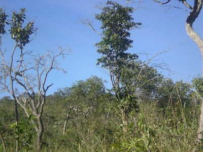 Floresta Nacional de Silvânia | Goiás