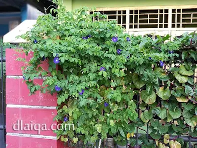 tanaman telang tumbuh subur di pagar rumah