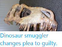 http://sciencythoughts.blogspot.co.uk/2012/12/dinosaur-smuggler-changes-plea-to-guilty.html