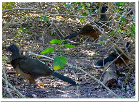 Chachalaca