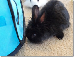 bunnies 4-13-2010 033