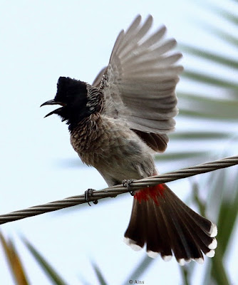 Red-vented Bulbul