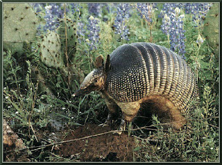 Armadillo Wallpaper