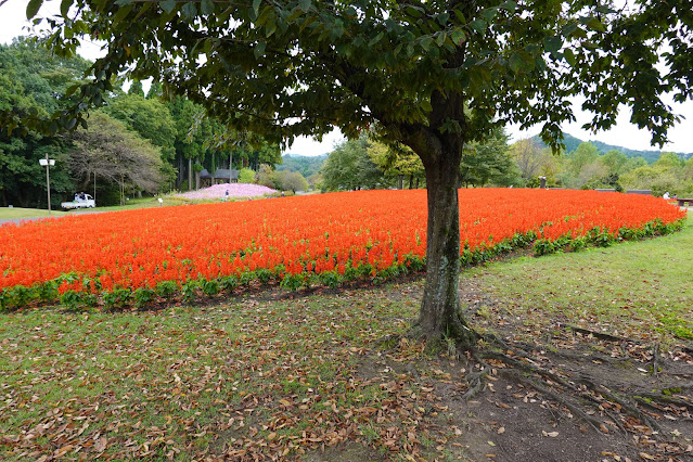 鳥取県西伯郡南部町鶴田　とっとり花回廊　花の丘