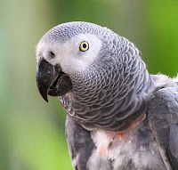 Smartest Animals On Earth african grey parrot