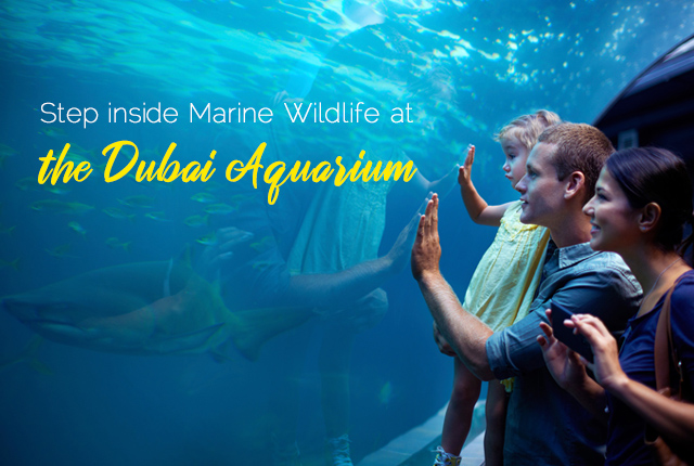 Step inside Marine Wildlife at the Dubai Aquarium