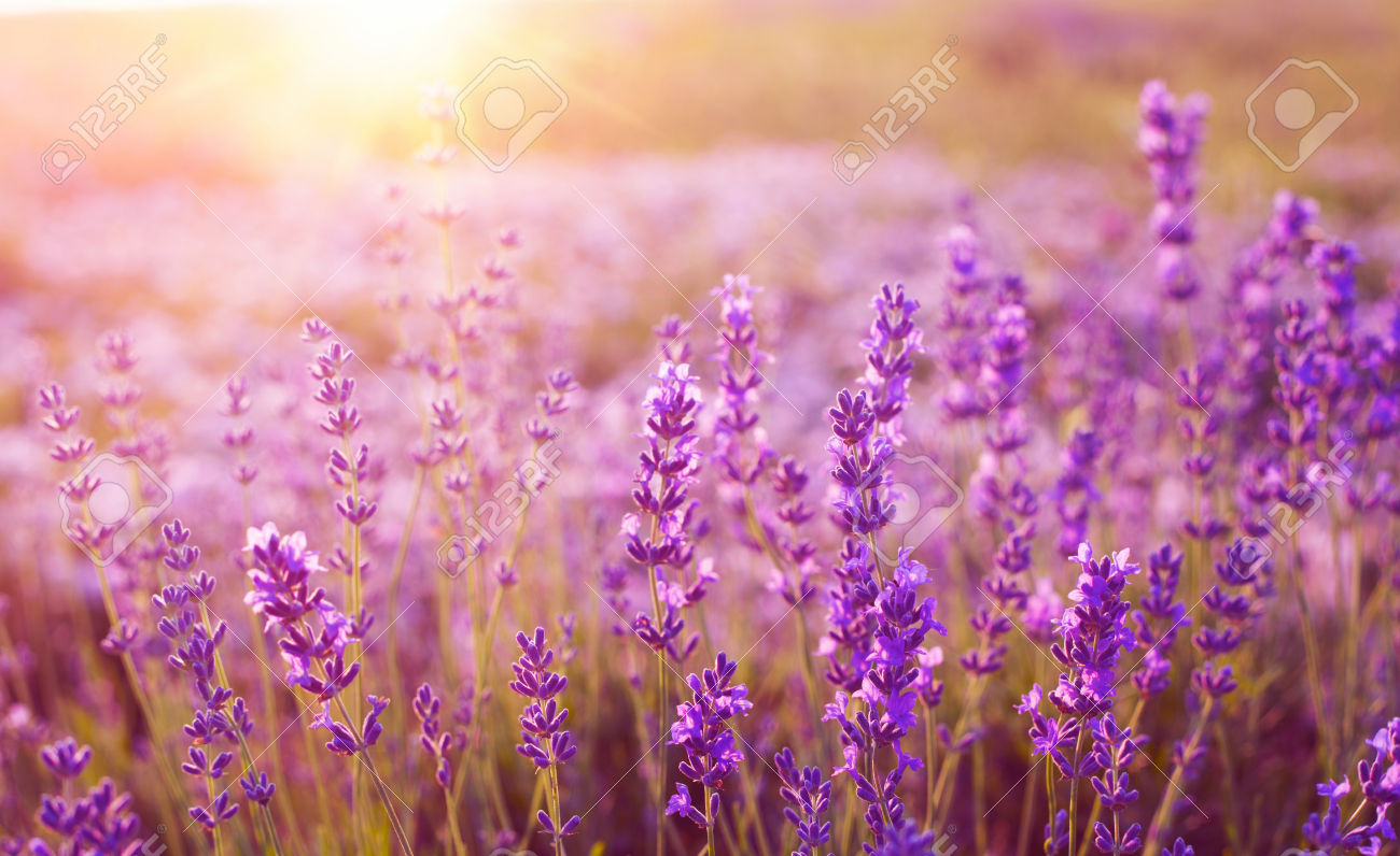  Gambar  Bunga Lavender Yang Sangat Indah Kumpulan Gambar 