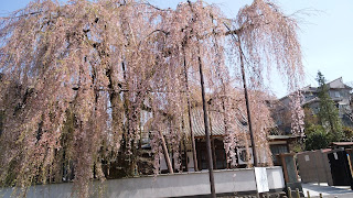 高尾（狭間町）の高楽寺　しだれ桜