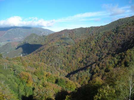 El blog de los bosques de Asturias