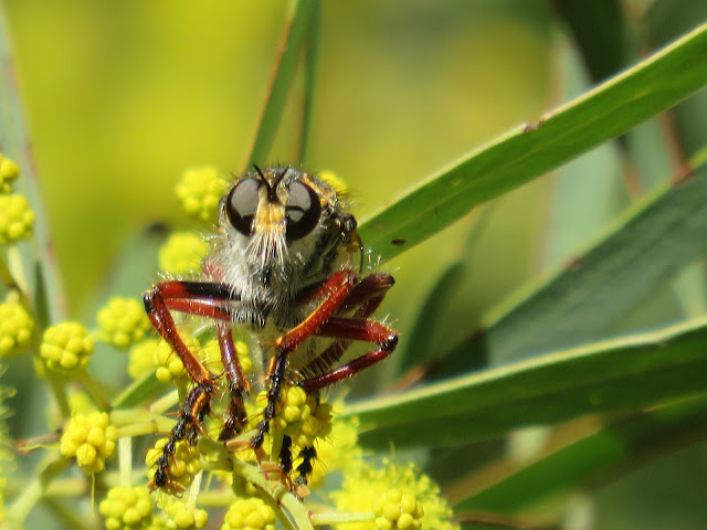 Closeup of robber fly on wattle