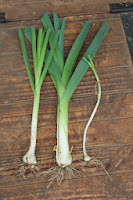 Perennial leeks Australia