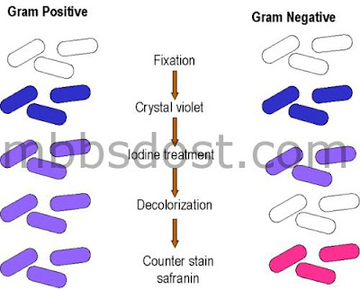 staphylococcus aureus gram stain. Gram staining- procedure