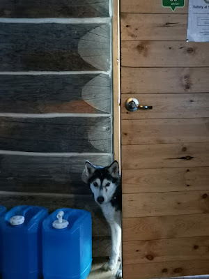 Husky sneaking into the cabin