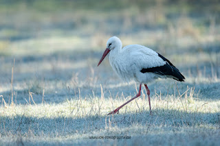 Wildlifefotografie Weißstorch Lippeaue Olaf Kerber