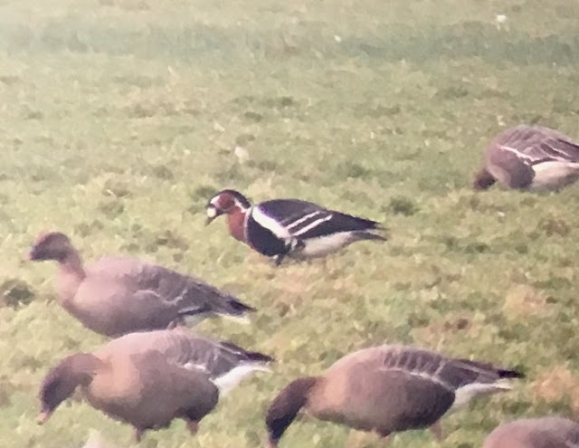 Red-breasted Goose - Cockerham, Lancashire