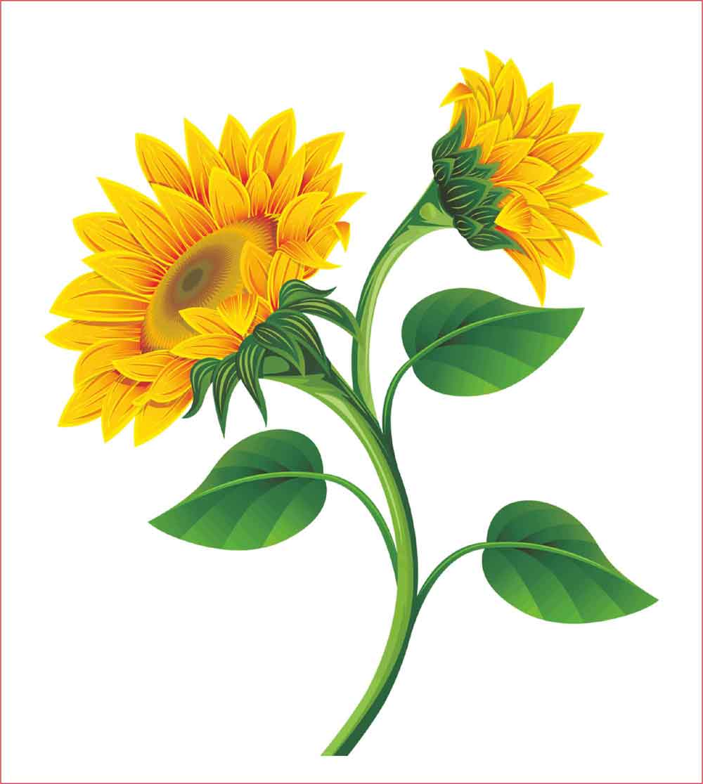 75 Sketsa Gambar Kolase Bunga  Matahari Gratis Terbaik 