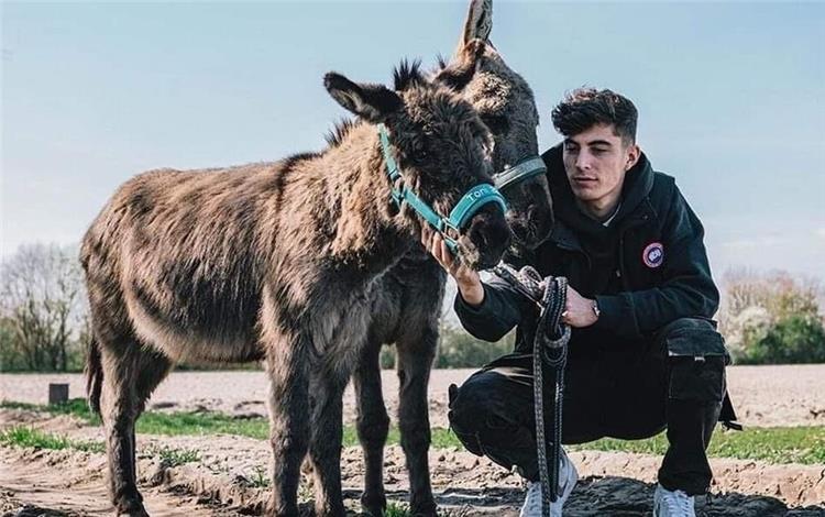 Chelsea striker Kai Havertz has admitted that some of his team-mates call him a "donkey" and has revealed his relationship with the animal since he was young.